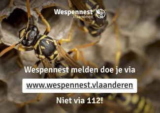 wespen-afbeelding